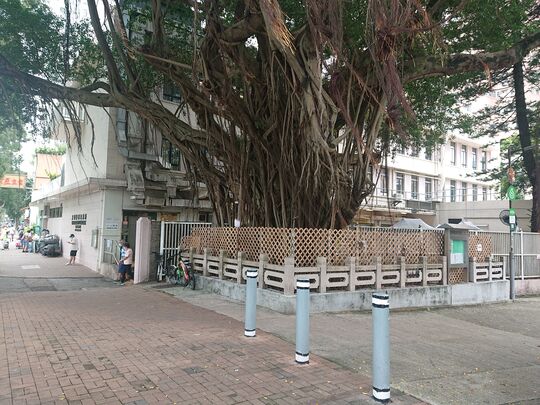 大埔汀角路大埔赛马会诊所外行人路 (2)