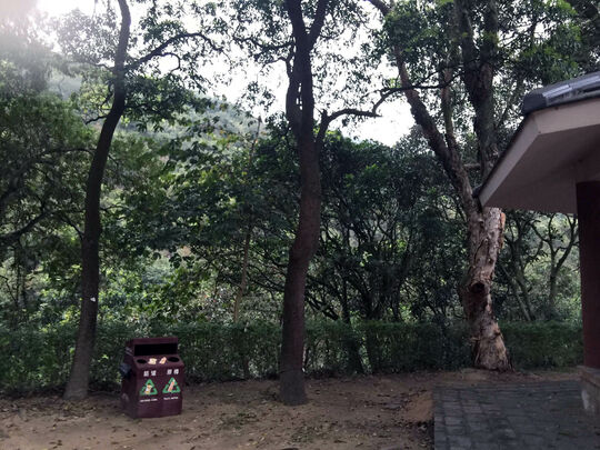 大榄林道深井段